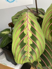 Maranta leuconeura
