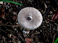 Macrolepiota eucharis