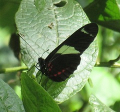 Heliconius