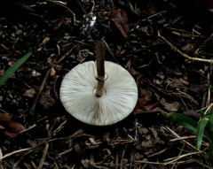 Macrolepiota eucharis