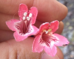Penstemon isophyllus