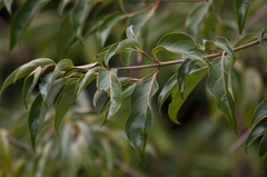 Cornus capitata