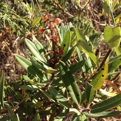 Comarostaphylis polifolia