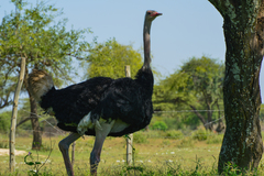 Struthio molybdophanes