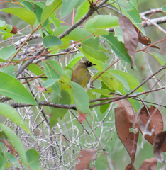 Melithreptus chloropsis