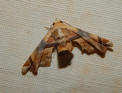 Eutelia callichroma