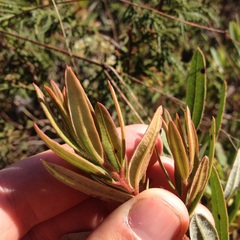 Comarostaphylis polifolia