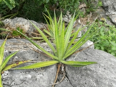 Agave univittata