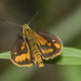 Wide-brand Grass-Dart - Photo (c) garywwilson, some rights reserved (CC BY-NC), uploaded by garywwilson