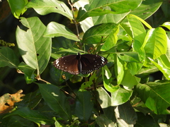 Euploea crameri