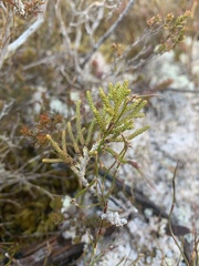 Pherosphaera hookeriana