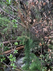 Lagarostrobos franklinii