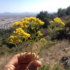 Gymnosperma glutinosum