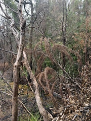 Lagarostrobos franklinii