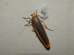 Sozusa scutellata