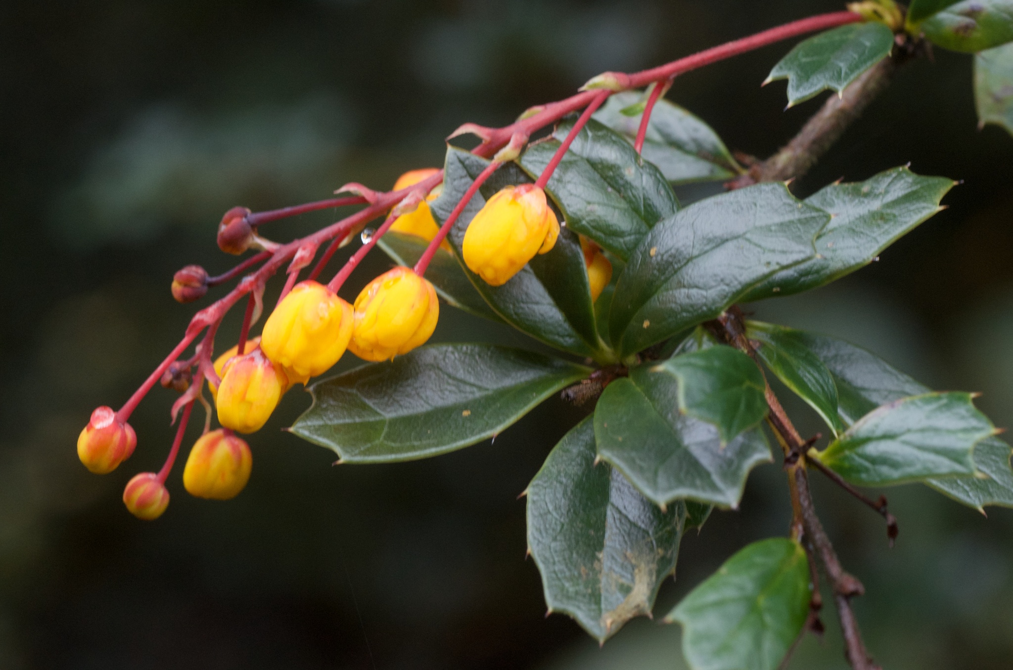 Berberis darwinii