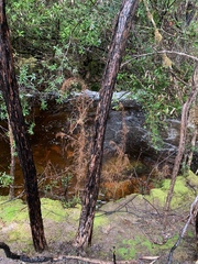 Lagarostrobos franklinii