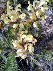 Pedicularis schizocalyx