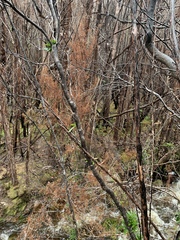 Lagarostrobos franklinii