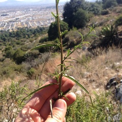 Gymnosperma glutinosum