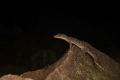 Hemidactylus varadgirii