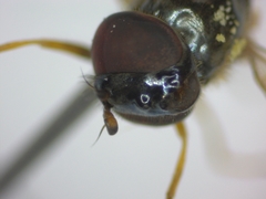 Melanostoma mellinum