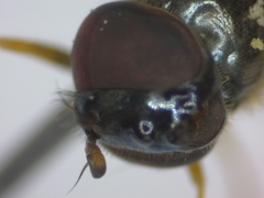 Melanostoma mellinum