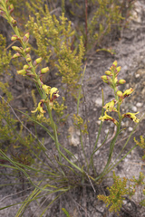 Tritoniopsis parviflora