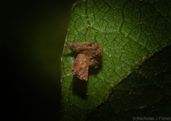 Arkys dilatatus
