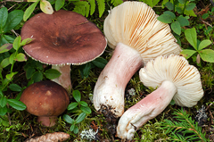 Russula taigarum