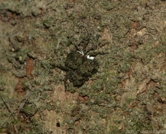 Stephanopis carcinoides