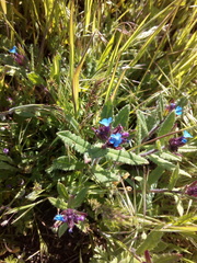 Anchusa arvensis orientalis