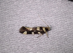Macrobathra arrectella