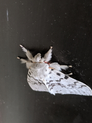 Lymantria pelospila