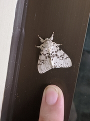 Lymantria pelospila