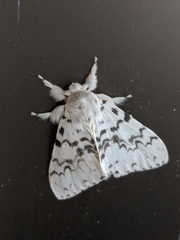 Lymantria pelospila