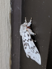 Lymantria pelospila