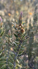 Planocarpa petiolaris