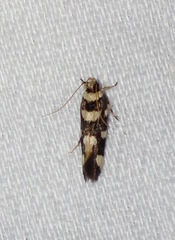 Macrobathra arrectella