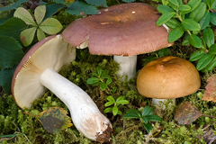 Russula pubescens