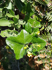Kedrostis nana