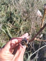 Agapanthia asphodeli