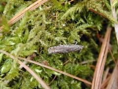 Pseudexentera mali