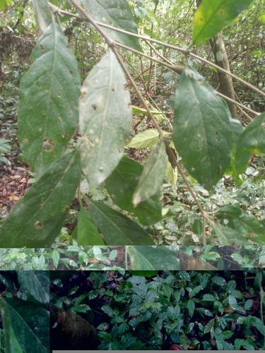 Rothmannia urcelliformis, photograph 2