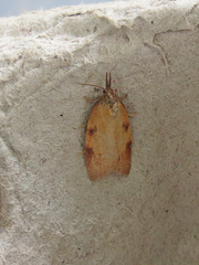 Cenopis directana