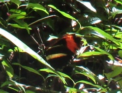 Heliconius erato