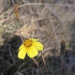 Bidens