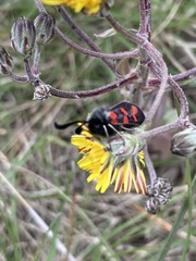 Zygaena rhadamanthus