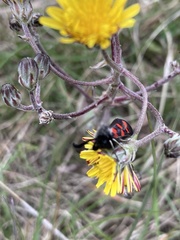Zygaena rhadamanthus