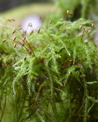 Pseudisothecium myosuroides